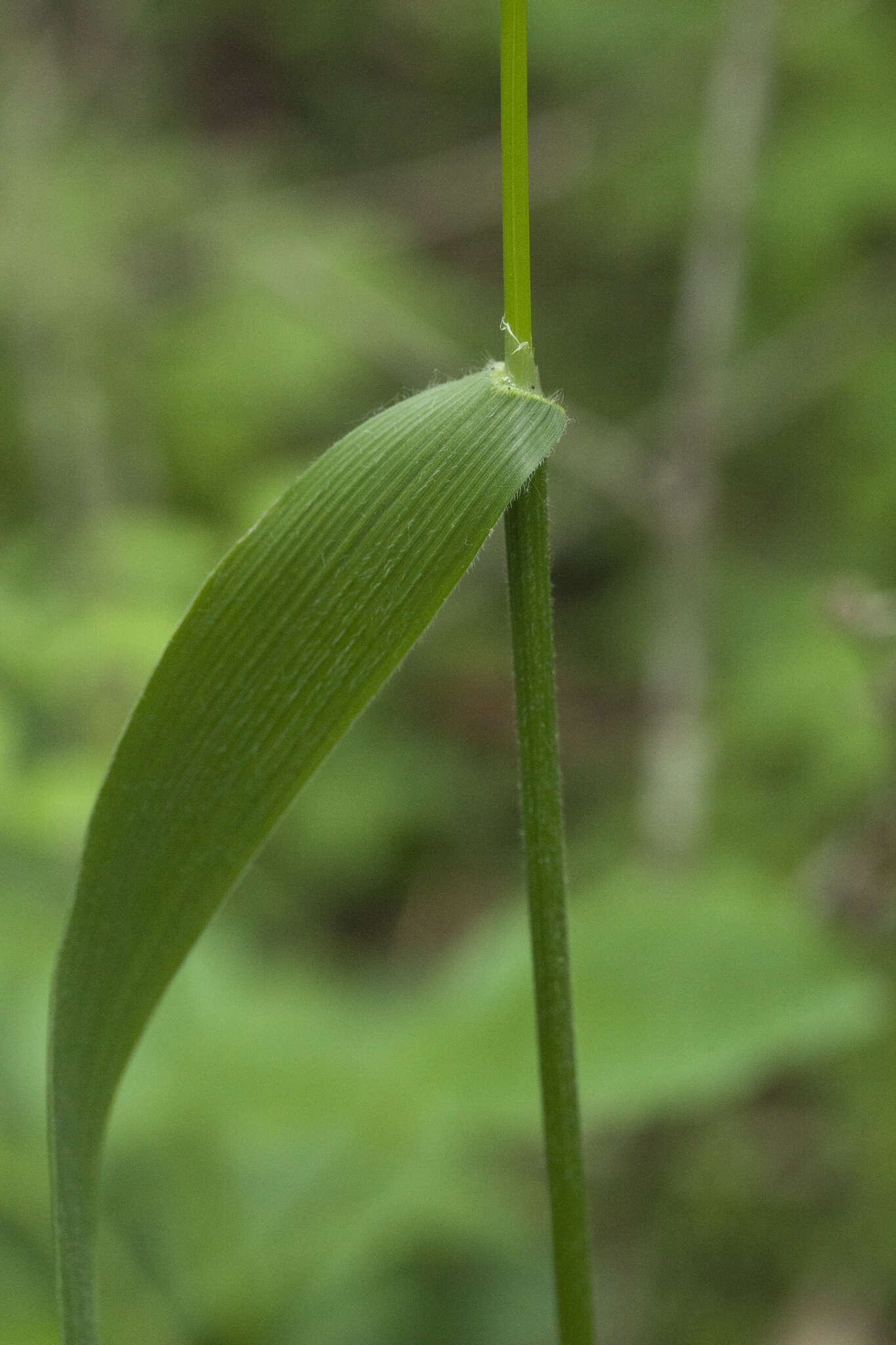 Imagem de Trisetum umbratile (Kitag.) Kitag.