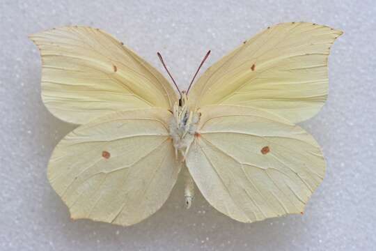 Image of Gonepteryx aspasia Ménétriès 1859