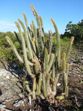 Image of Pilosocereus curtisii