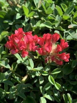 Imagem de Trifolium africanum Ser.