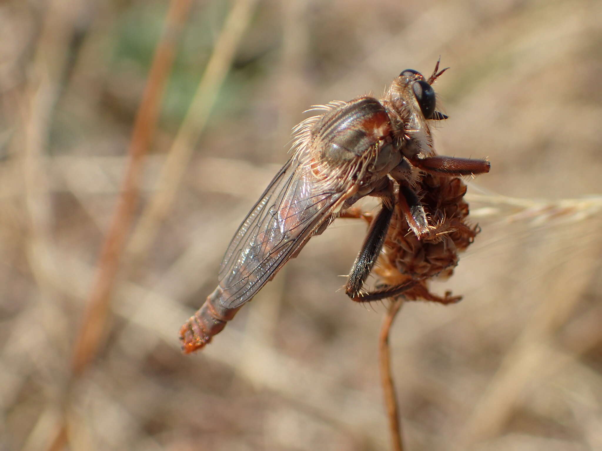 Image of Scleropogon