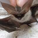 Image of Kolombatovic's Long-eared Bat
