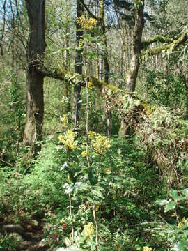 Image of Hollyleaved barberry