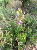 Image de Teucrium chamaedrys subsp. nuchense (K. Koch) Rech. fil.