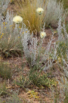 Image of Rhaponticoides taliewii (Kleopow) M. V. Agab. & Greuter