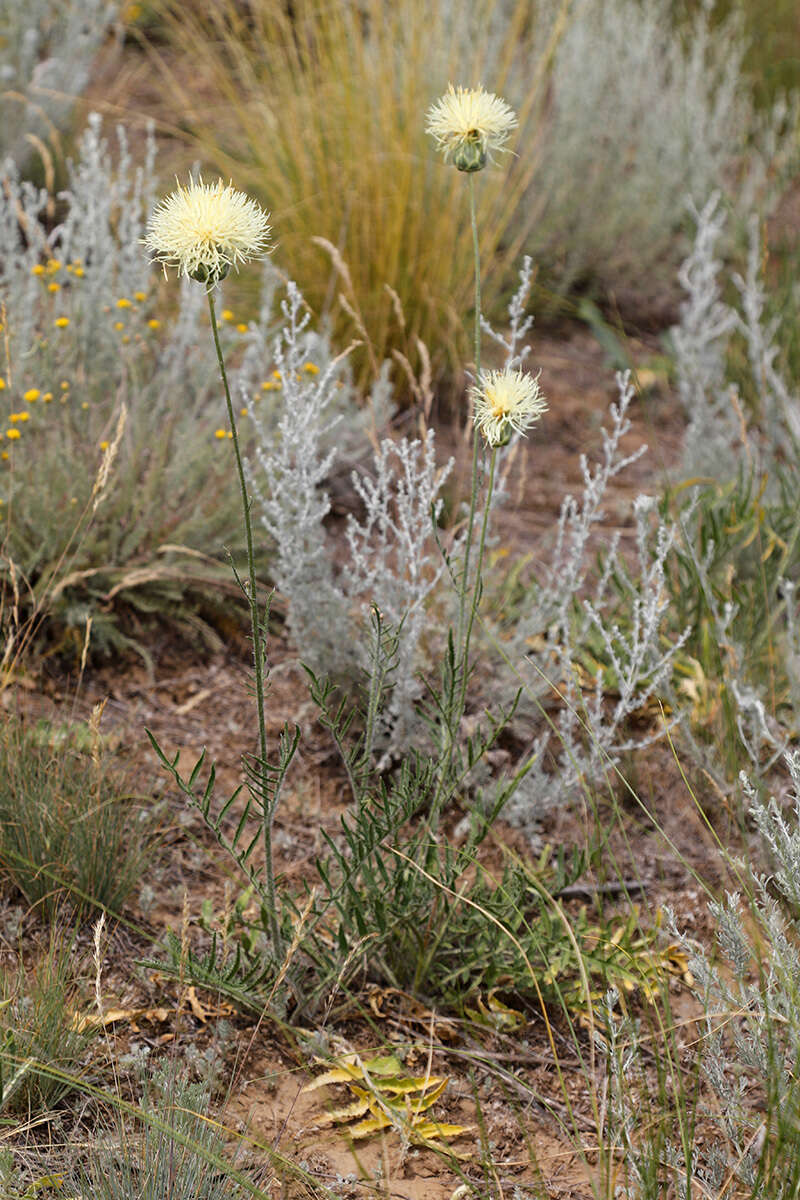 Plancia ëd Rhaponticoides taliewii (Kleopow) M. V. Agab. & Greuter