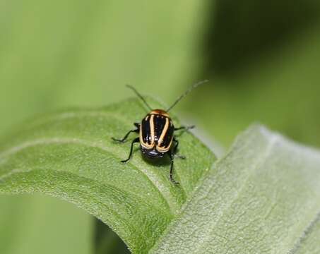 Image of Bassareus lituratus (Fabricius 1801)