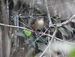 Image of Riverbank Warbler