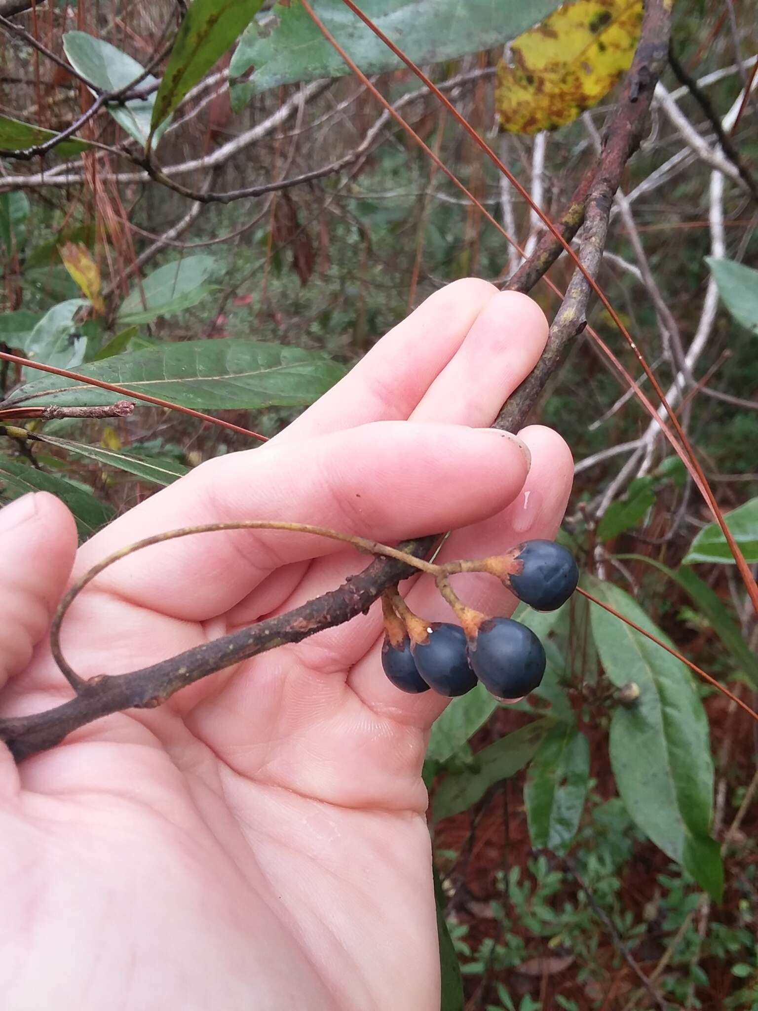 Plancia ëd Persea palustris Sarg.