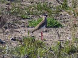 Image of Vanellus coronatus coronatus (Boddaert 1783)