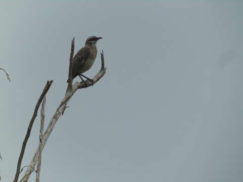 Image of Long-tailed Mockingbird