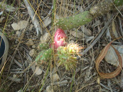 Image of Austrocylindropuntia shaferi (Britton & Rose) Backeb.