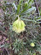 Image de Leionema viridiflorum (Paul G. Wilson) Paul G. Wilson