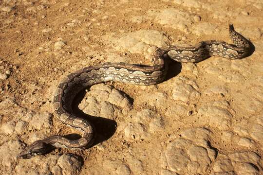 Boa constrictor occidentalis Philippi 1873 resmi