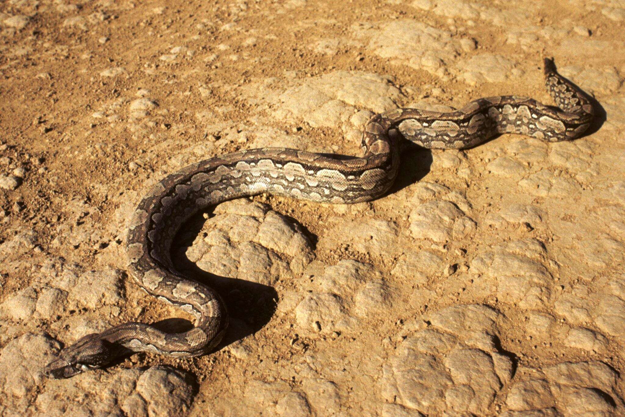 Boa constrictor occidentalis Philippi 1873 resmi