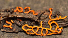 Image of Pretzel slime mold