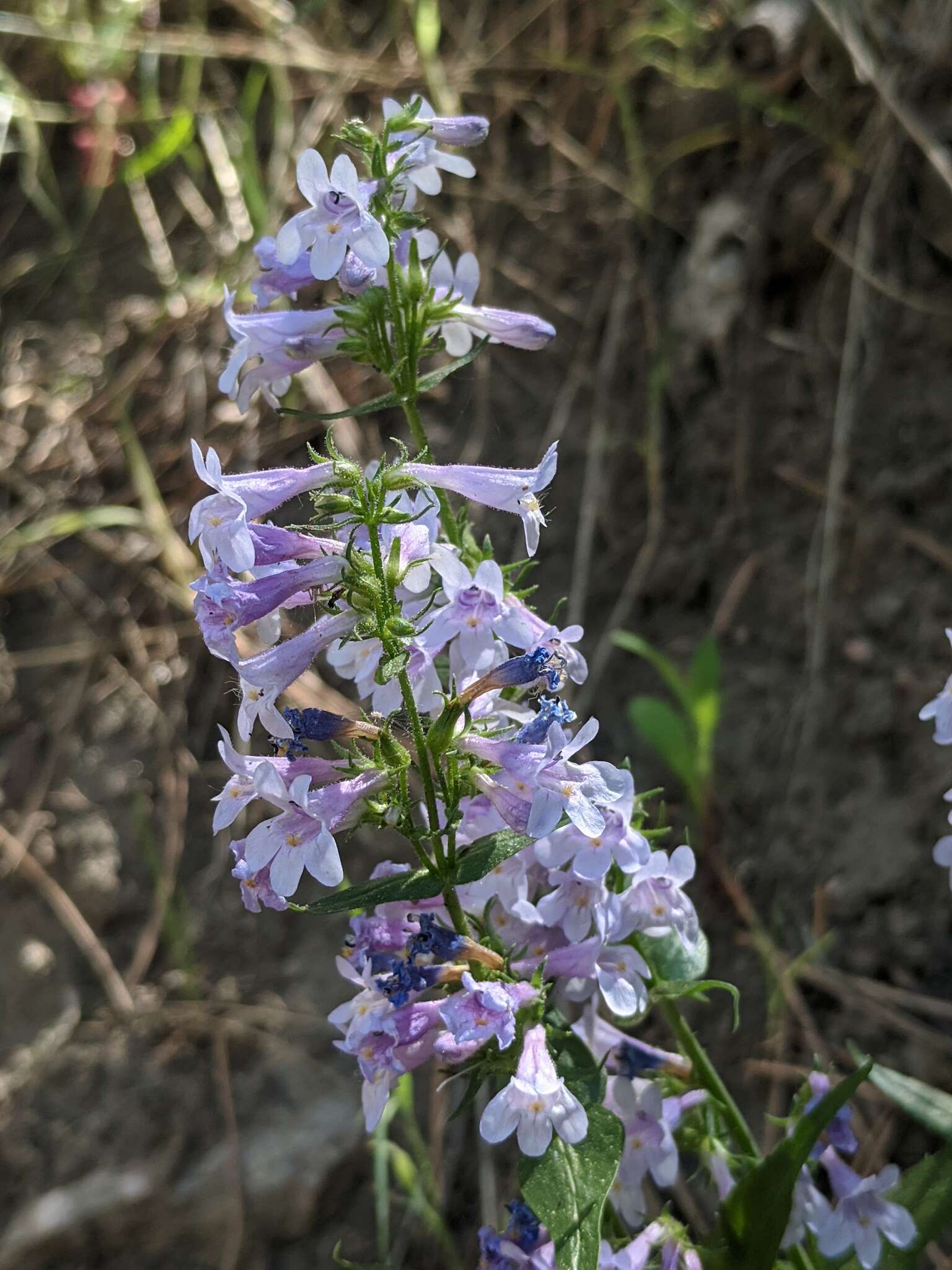 Image of Front Range beardtongue