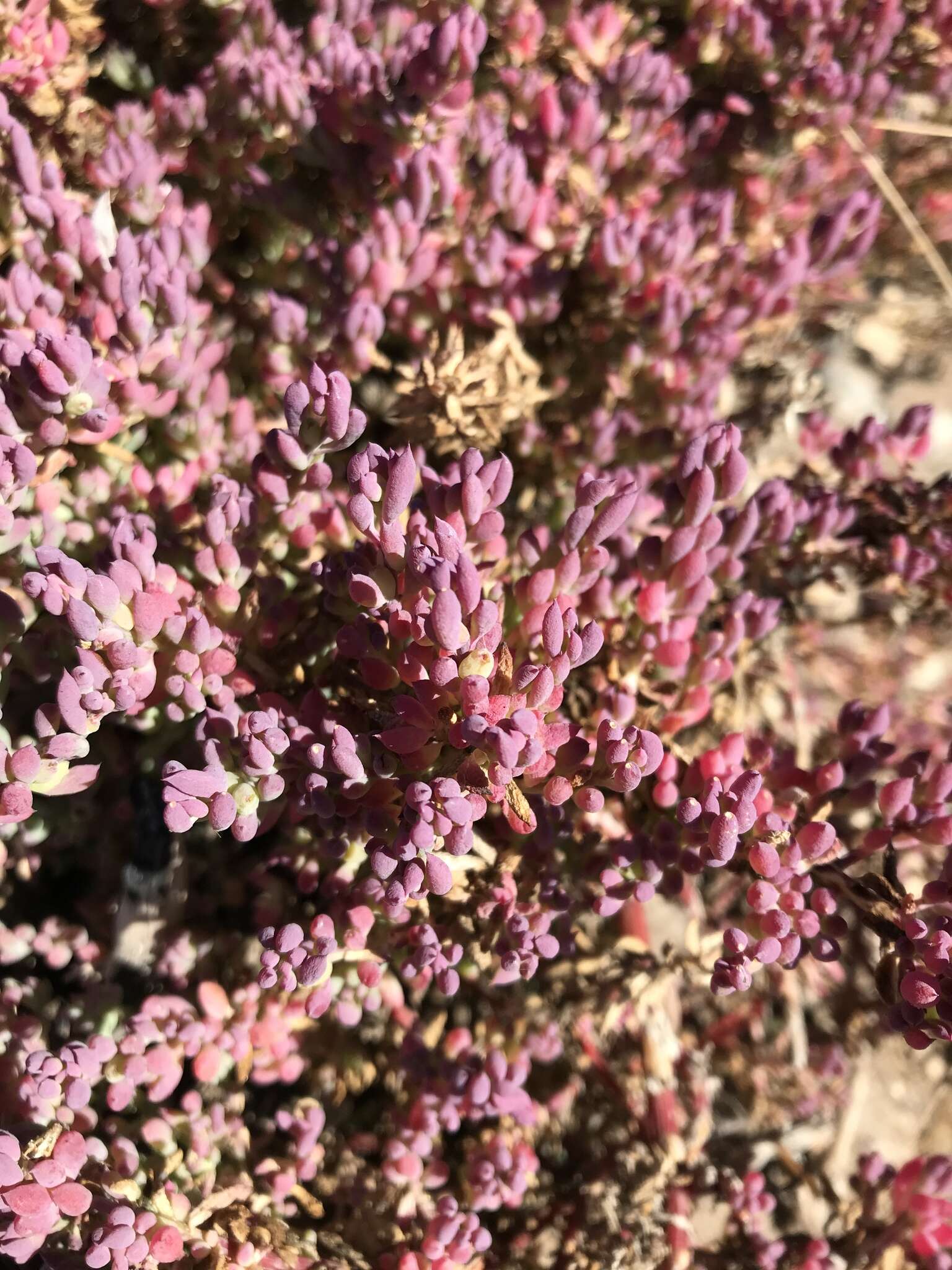 Image of Threlkeldia diffusa R. Br.