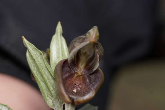 Image of Pouched greenhood