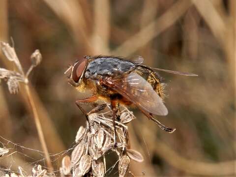 صورة Calliphora stygia (Fabricius 1781)