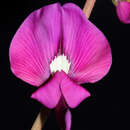 Image of <i>Swainsona purpurea</i>