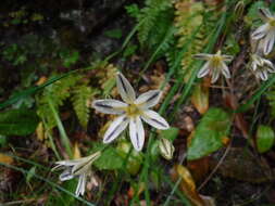 Image of Henderson's triteleia