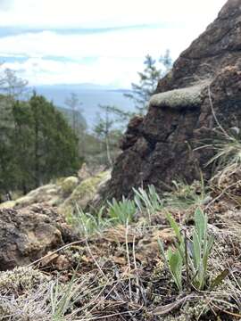 Image of Siskiyou Mountain Groundsel