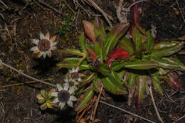 Image de Eryngium humile Cav.