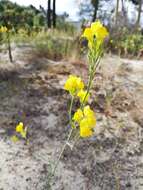 Imagem de Linaria viscosa (L.) Dum.-Courset