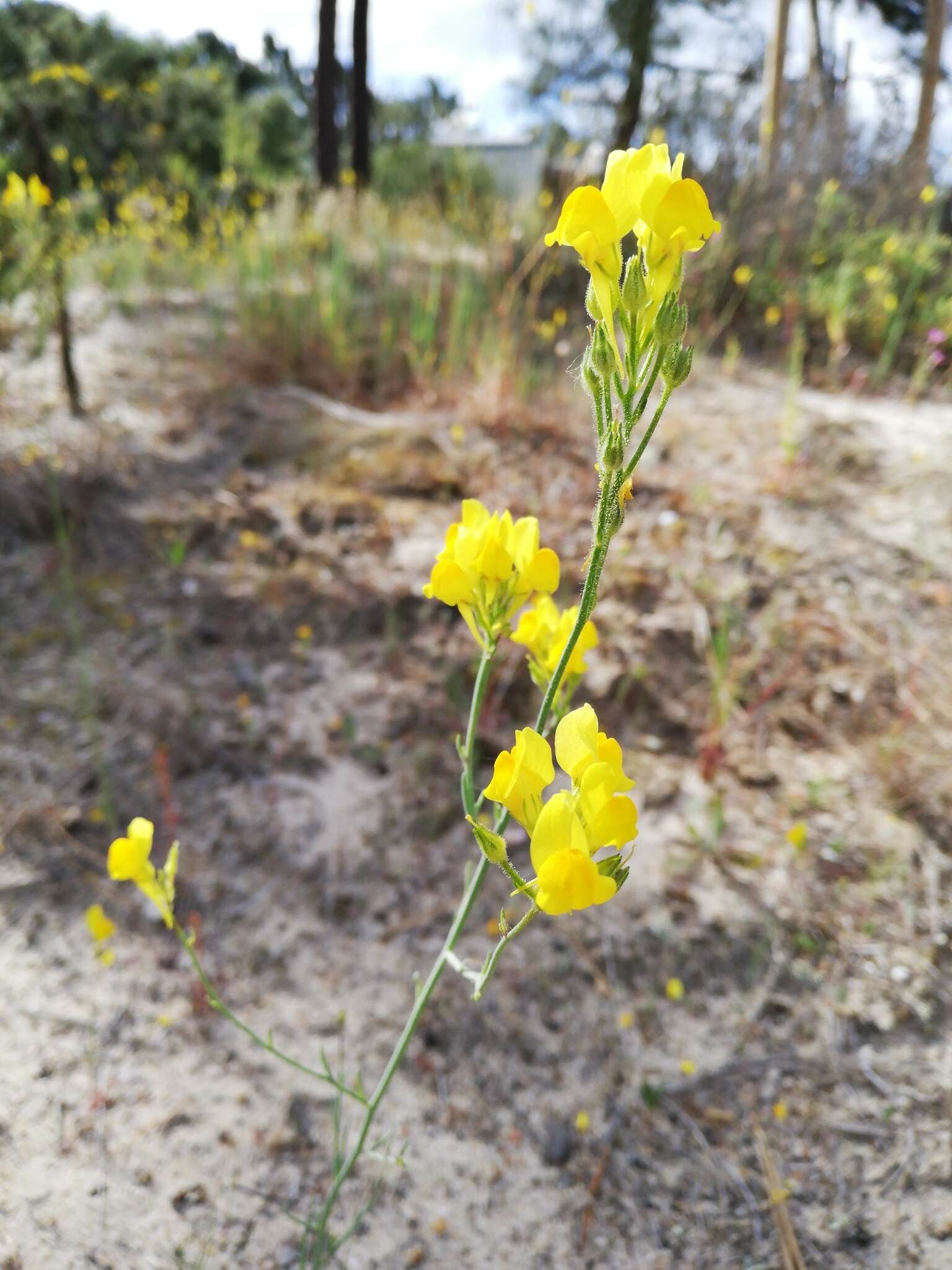 Imagem de Linaria viscosa (L.) Dum.-Courset