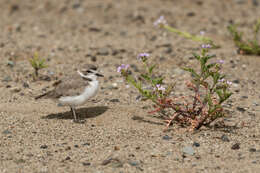 Image of Western snowy plover