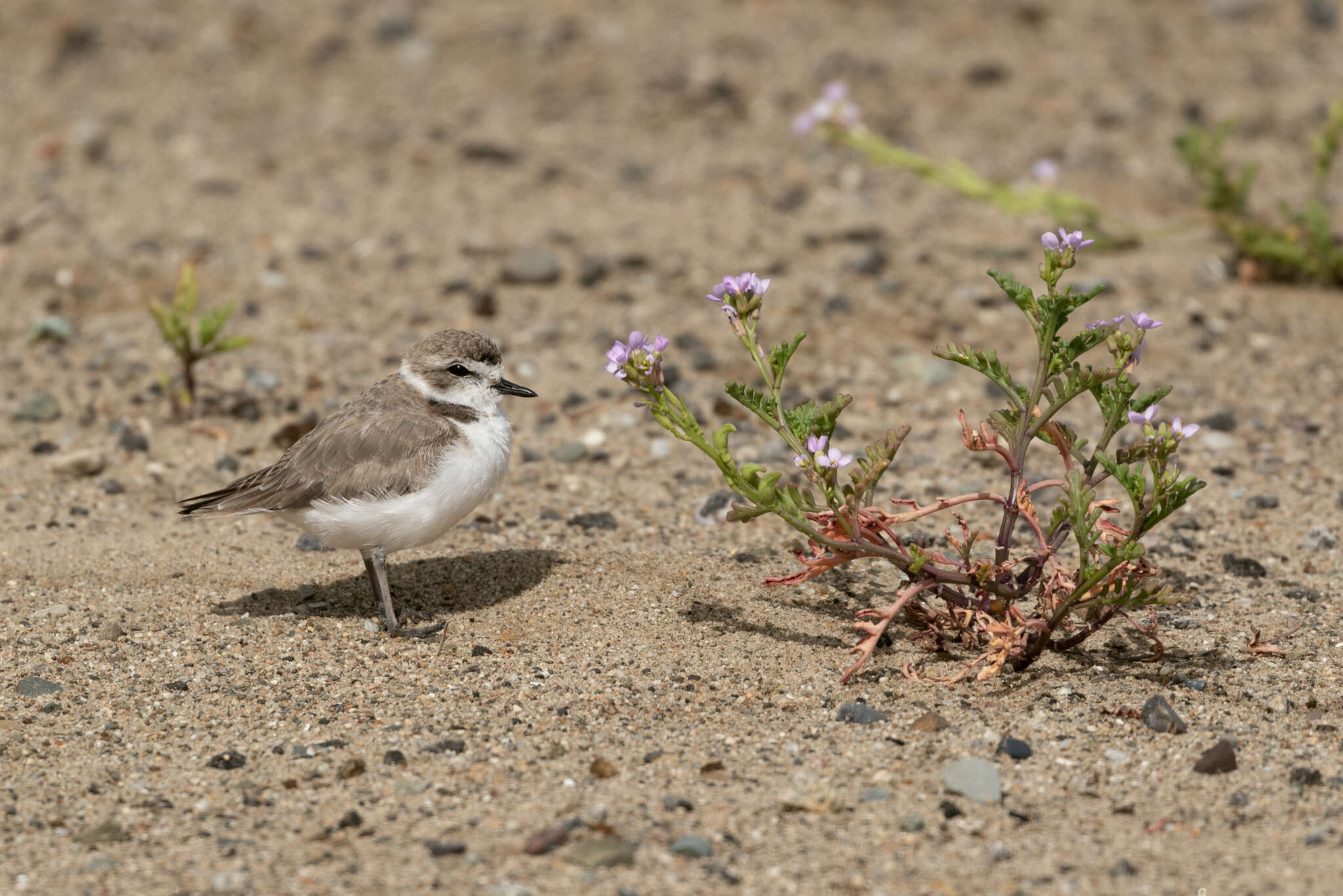 Image of Western snowy plover