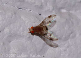 Image of Pomace fly