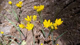 Image of Allium scorzonerifolium Desf. ex Redouté