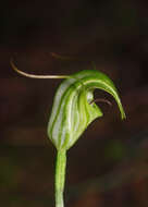 Image of Trowel leaved greenhood orchid