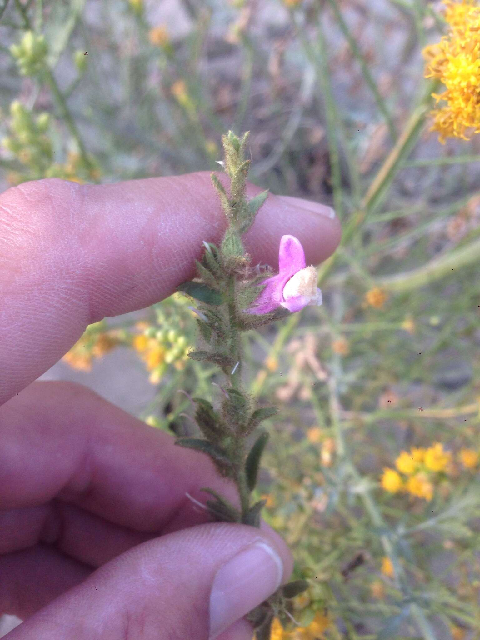 Sivun Antirrhinum thompsonii D. J. Keil kuva