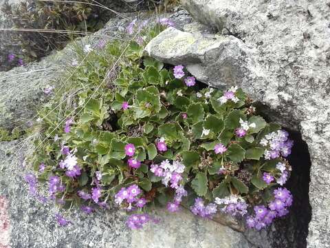 Image of Primula hirsuta All.