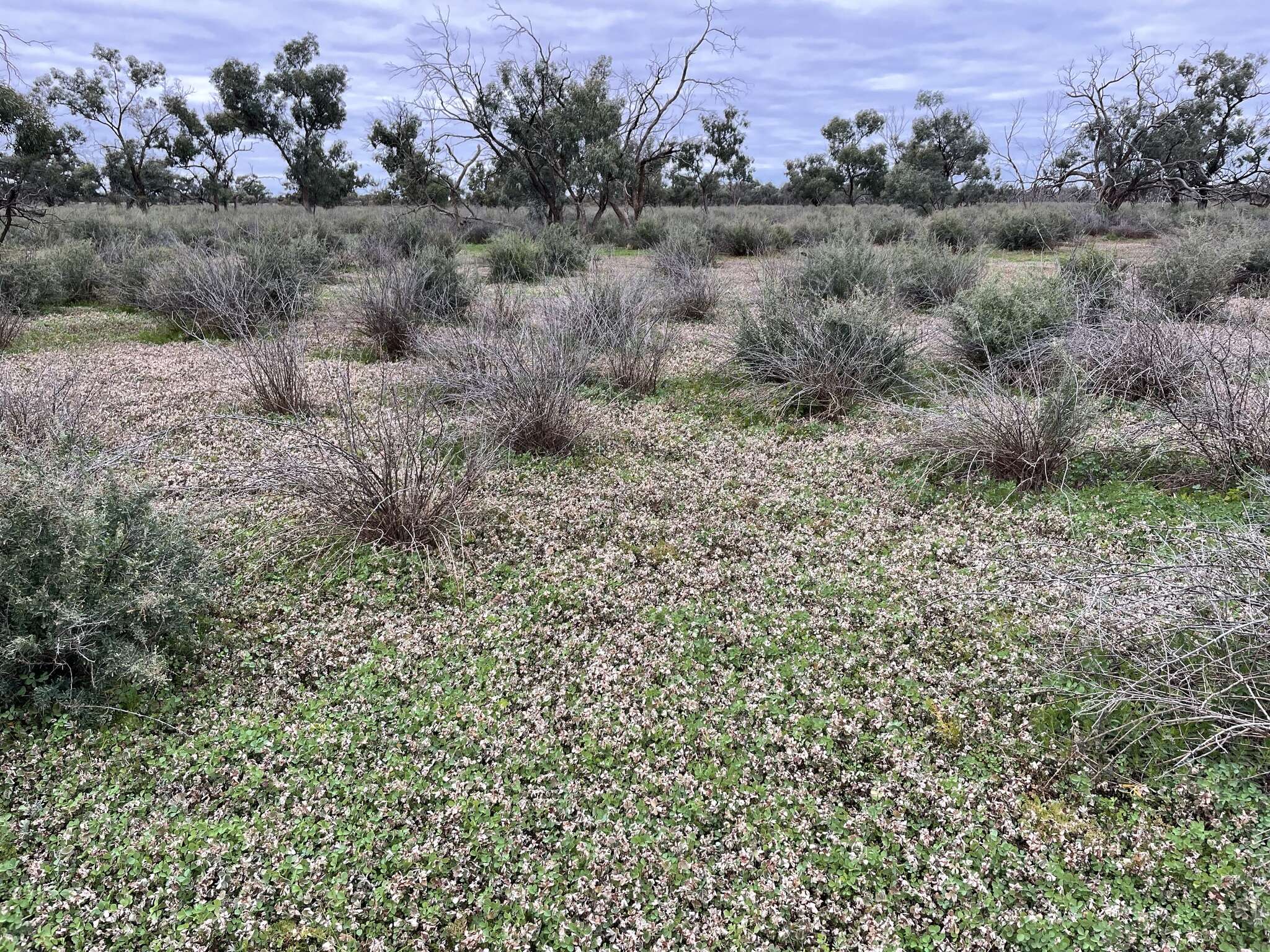 Plancia ëd Marsilea hirsuta R. Br.