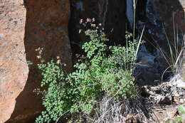 Image de Thalictrum foetidum L.