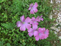 Image of Linum viscosum L.