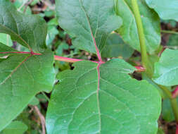 Image of Paeonia coriacea Boiss.