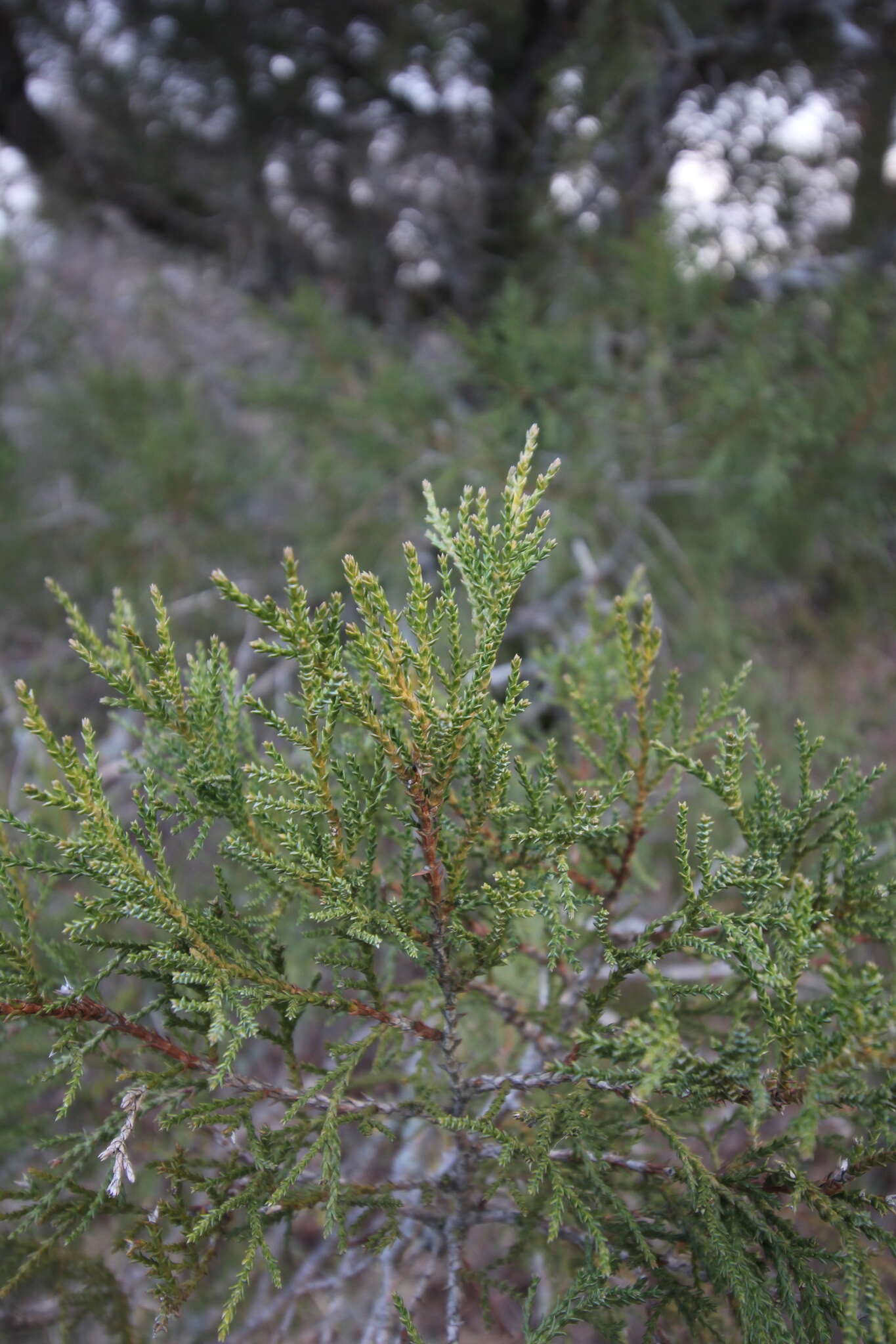 Image de Juniperus foetidissima Willd.