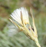 Image of wild lettuce