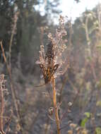 Image de Chamaesphecia bibioniformis Esper 1779