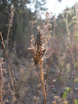 Image of Chamaesphecia bibioniformis Esper 1779