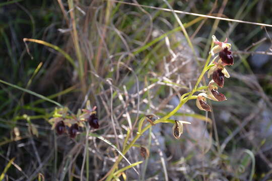 Image of Ophrys ferrum-equinum subsp. gottfriediana (Renz) E. Nelson