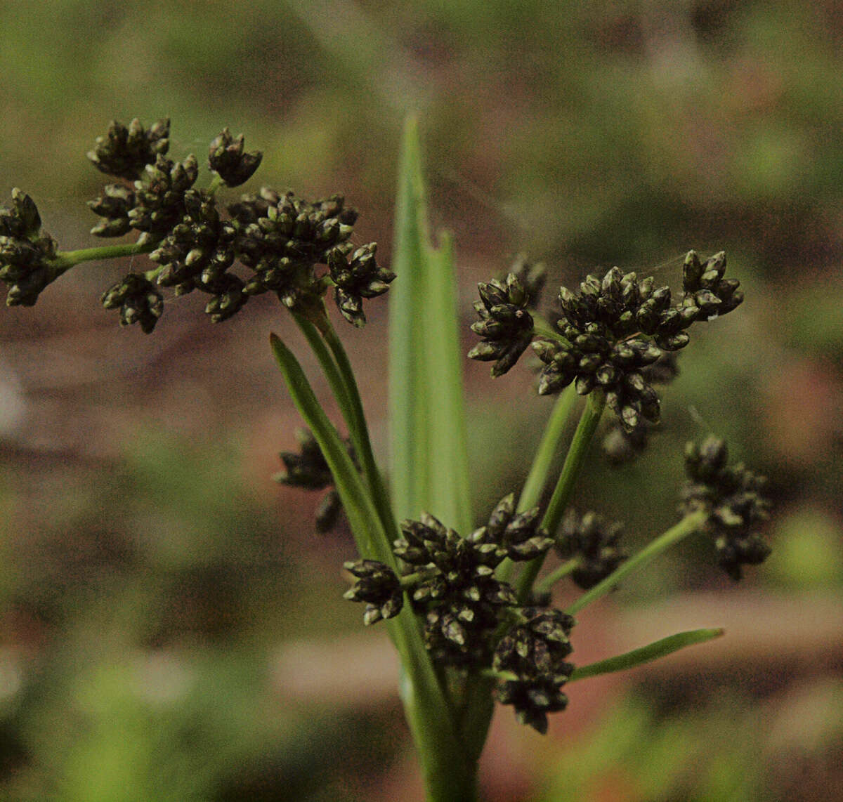 Scirpus microcarpus J. Presl & C. Presl resmi