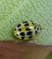 Image of <i>Psyllobora variegata</i>