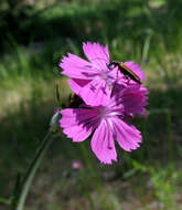 صورة Dianthus capitatus subsp. andrzejowskianus Zapal.