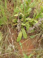 Image of Berkheya echinacea subsp. echinacea